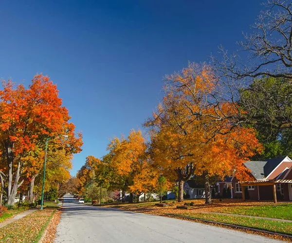 Fall-colored yellow and orange leaves cover trees along a street in the Cherry & Pickwick neighborhood