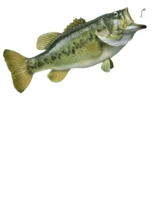 bass fish with an open mouth